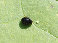 Hyperaspis campestris