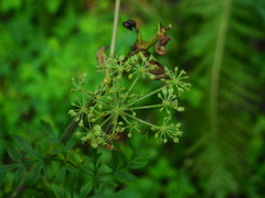 Angelica czernaevia