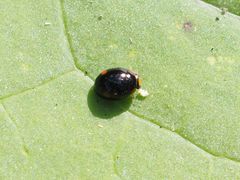 Hyperaspis campestris