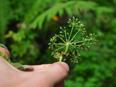 Angelica czernaevia