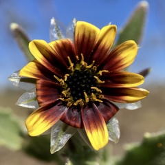Osteospermum monstrosum
