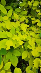 Dendrolobium umbellatum