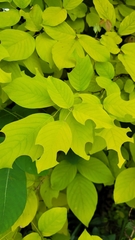 Dendrolobium umbellatum