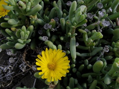 Malephora crassa