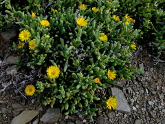 Malephora crassa