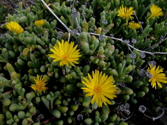 Malephora crassa
