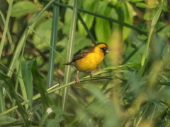 Pachyphantes superciliosus