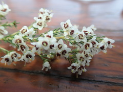 Erica floccifera