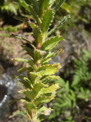 Ursinia serrata