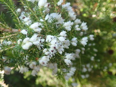 Erica floccifera