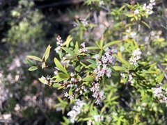 Leucopogon pimeleoides