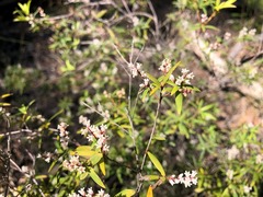 Leucopogon pimeleoides