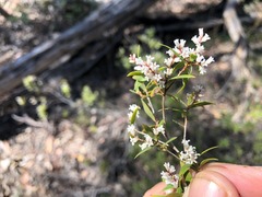 Leucopogon pimeleoides