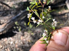 Leucopogon pimeleoides
