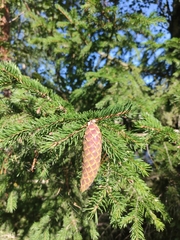 Picea × fennica