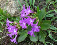 Primula latifolia