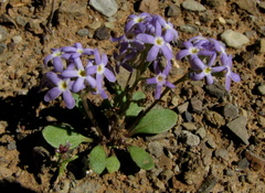 Manulea fragrans