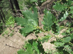 Quercus macranthera