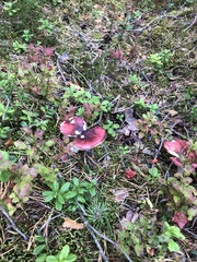 Russula