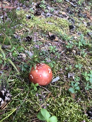 Russula