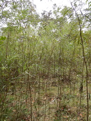 Acacia simsii