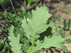 Quercus macranthera