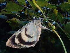 Catocala lara