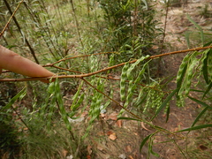 Acacia simsii