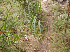 Acacia simsii