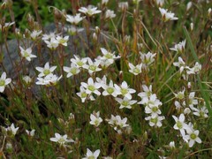 Minuartia recurva