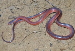 Black-Striped Snake photo 2