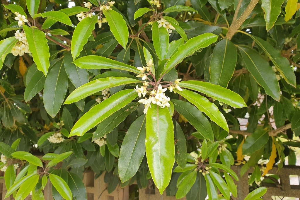 Sweet Pittosporum From Melbourne Vic, Australia On August 27, 2021 At 