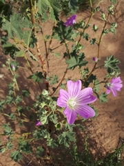 Malva weinmanniana