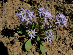 Manulea fragrans