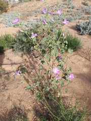Malva weinmanniana