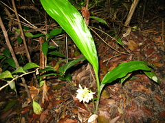 Eulophia cernua