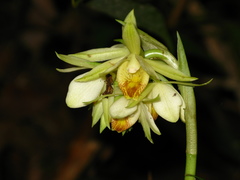 Eulophia cernua