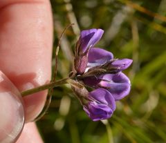 Oxytropis lapponica
