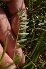 Oxytropis lapponica