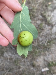 Cynips quercusfolii