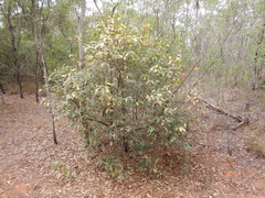 Ficus opposita