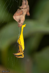 Arachnura melanura