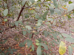 Ficus opposita