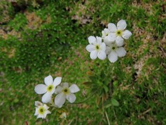 Androsace obtusifolia