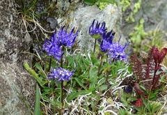 Phyteuma globulariifolium