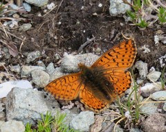 Boloria pales