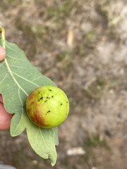 Cynips quercusfolii