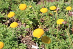 Cotula membranifolia