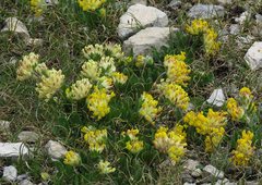 Anthyllis vulneraria alpestris