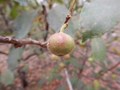 Ficus opposita